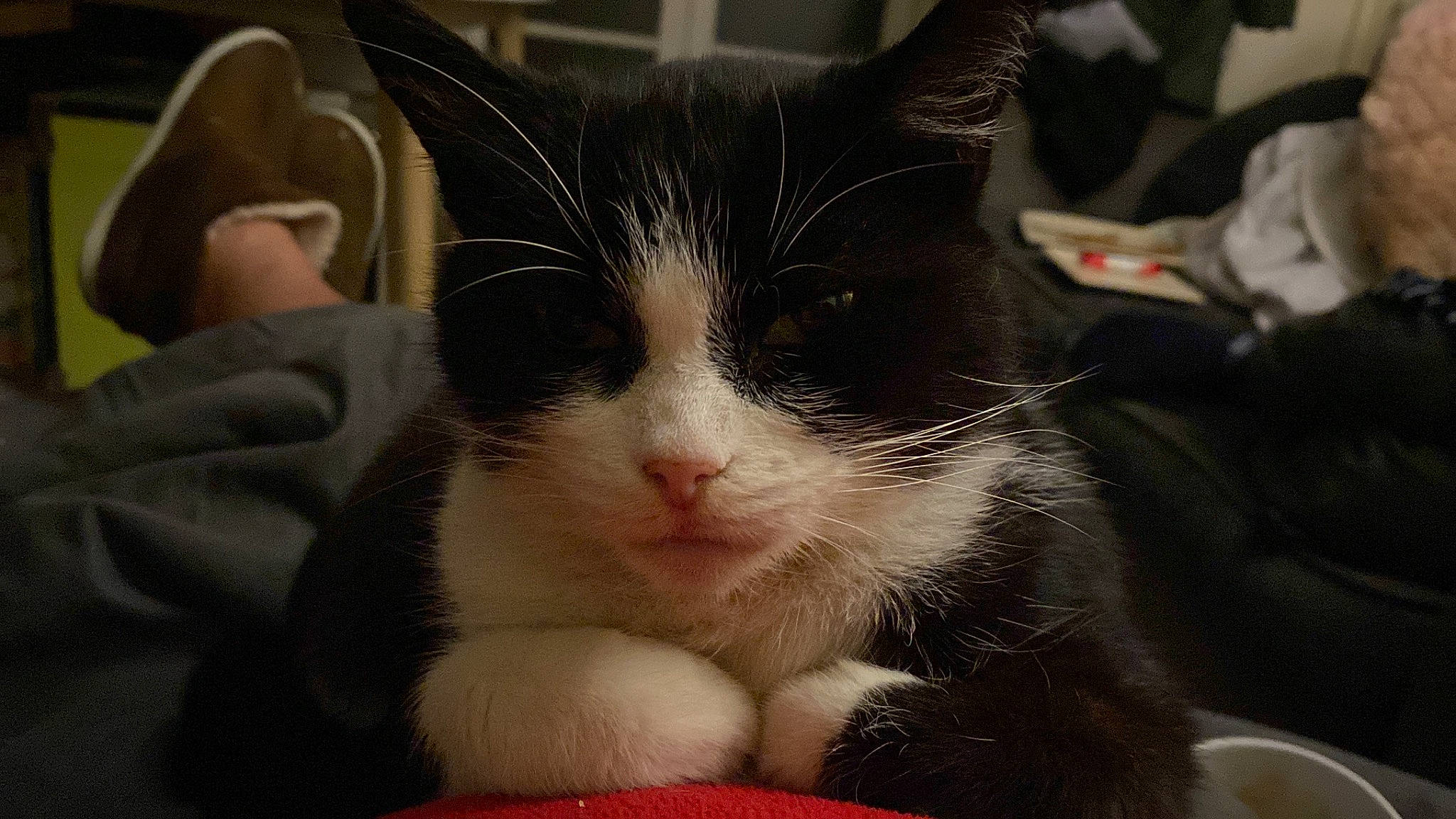 Vera joined the competition — help win amazing prizes! carnivore, cat, cat_supply, claw, comfort, domestic_short_haired_cat, felidae, foot, fur, paw, small_to_medium_sized_cats, snout, tail, whiskers