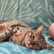 Raven participe au concours pour gagner de l'argent avec cette photo : cat, tabby, sleeping, resting, feline, pet, animal, indoor, blanket, pattern, teal, soft, cozy, fur, whiskers, ear, closeup, relaxation, comfort, human_elbow
