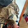 Raven a rejoint le concours — aidez-le/la à gagner de superbes lots ! cat, tabby, paw, spoon, food, indoor, hand, curious, licking, cream, kitchen, feline, pet, closeup, domestic, animal, whiskers, brown, striped, fur