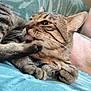 Raven a rejoint le concours — aidez-le/la à gagner de superbes lots ! cat, tabby, licking, paw, close_up, pet, feline, whiskers, fur, relaxed, indoor, blanket, cushion, resting, cute, animal, mammal, striped, soft, home