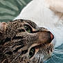 Guizmo a rejoint le concours — aidez-le/la à gagner de superbes lots ! cat, tabby_cat, close_up, green_eyes, fur, whiskers, pet, animal, laying_down, relaxed, soft_surface, indoor, cute, mammal, sleepy, face, nose, ear, portrait, feline