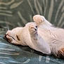 cat, sleeping, white_cat, paws, relaxed, indoor, pet, feline, fur, cozy, resting, animal, cute, domestic_cat, soft, closeup, laying_down, whiskers, blurred_background, calm