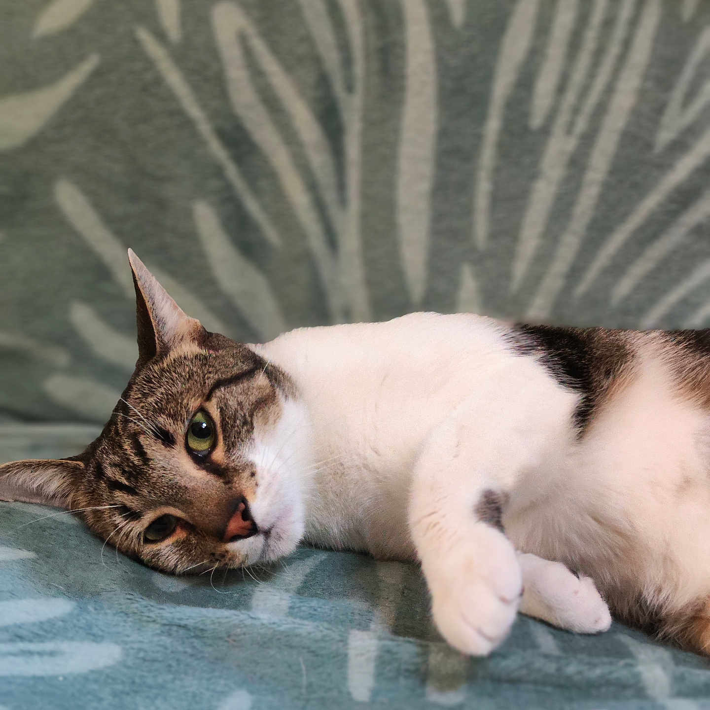Guizmo a rejoint le concours — aidez-le/la à gagner de superbes lots ! animal, blue_green, cat, closeup, cozy, cute, domestic_cat, feline, indoor, lying_down, patterned_blanket, paw, pet, portrait, relaxed, resting, soft_lighting, tabby_cat, whiskers, white_fur