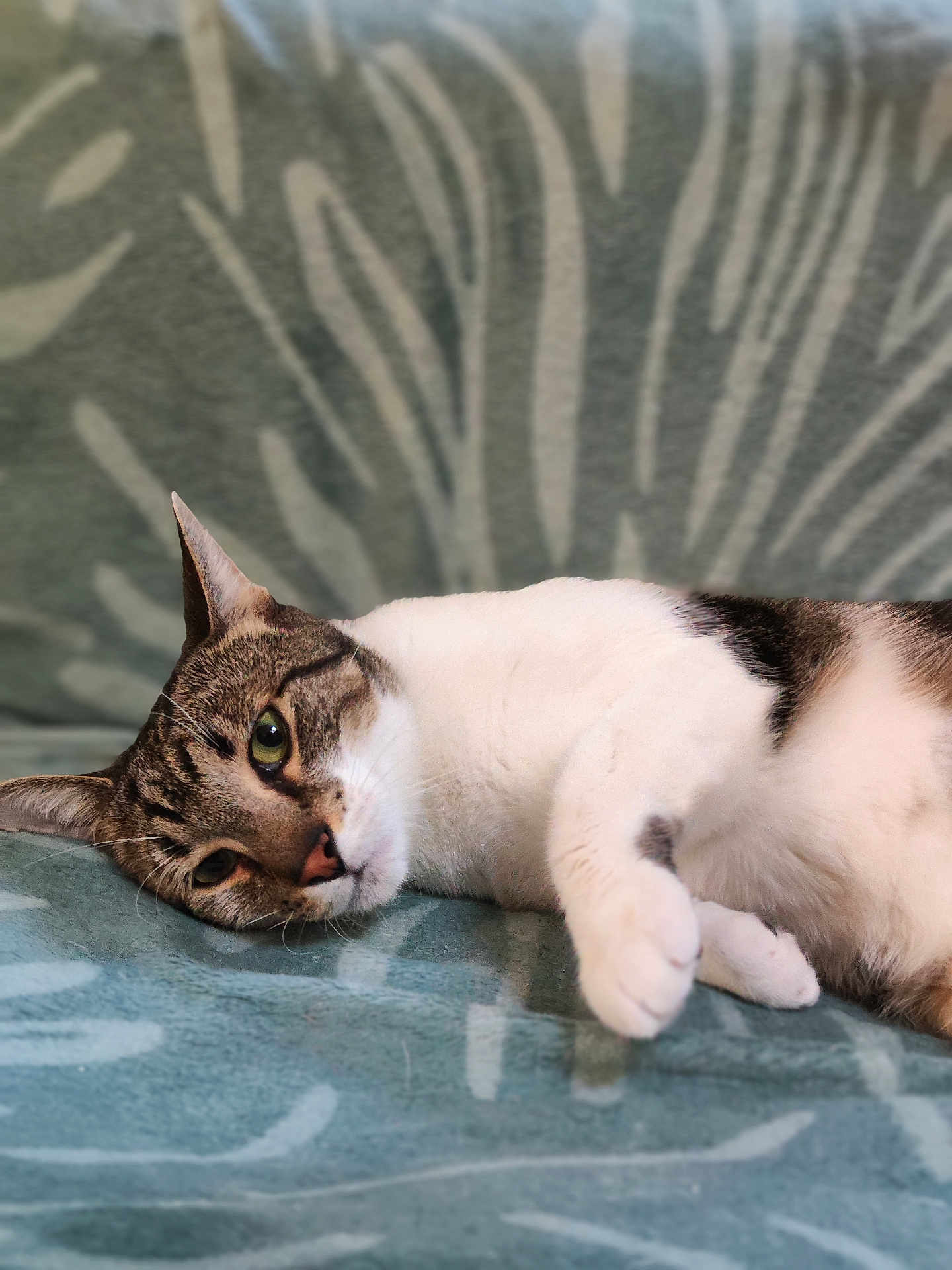 Guizmo a rejoint le concours — aidez-le/la à gagner de superbes lots ! cat, tabby_cat, white_fur, lying_down, relaxed, pet, animal, indoor, feline, soft_lighting, closeup, resting, cozy, patterned_blanket, blue_green, portrait, whiskers, paw, domestic_cat, cute