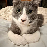 Lewis is registered to the contest to win money with this photo: animal, bed, blanket, cat, close_up, cozy, curious, domestic, dresser, face, fur, furniture, gray_and_white, green_eyes, home, indoor, lying_down, paws, pet, whiskers