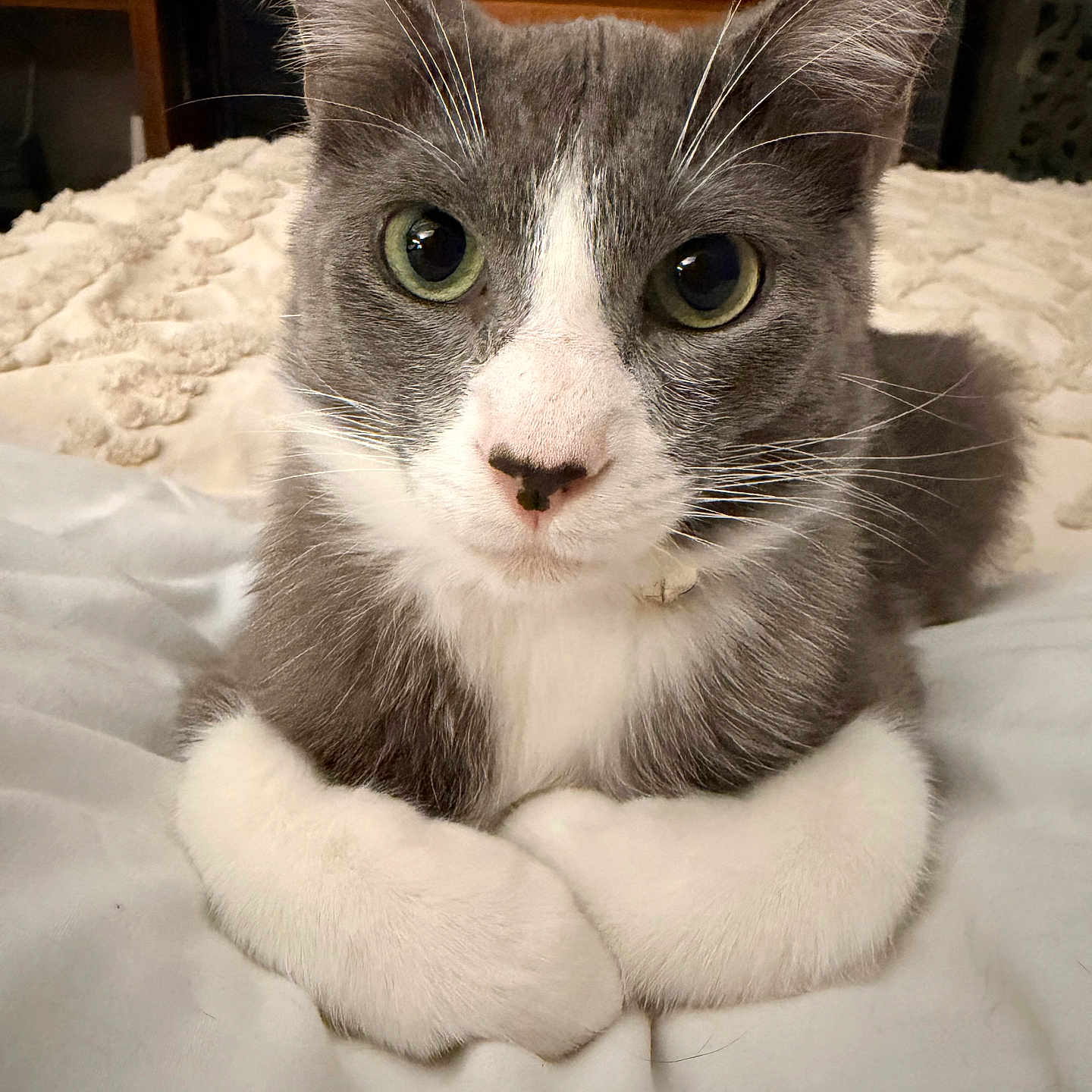 Lewis is registered to the contest to win money with this photo: animal, bed, blanket, cat, close_up, cozy, curious, domestic, dresser, face, fur, furniture, gray_and_white, green_eyes, home, indoor, lying_down, paws, pet, whiskers