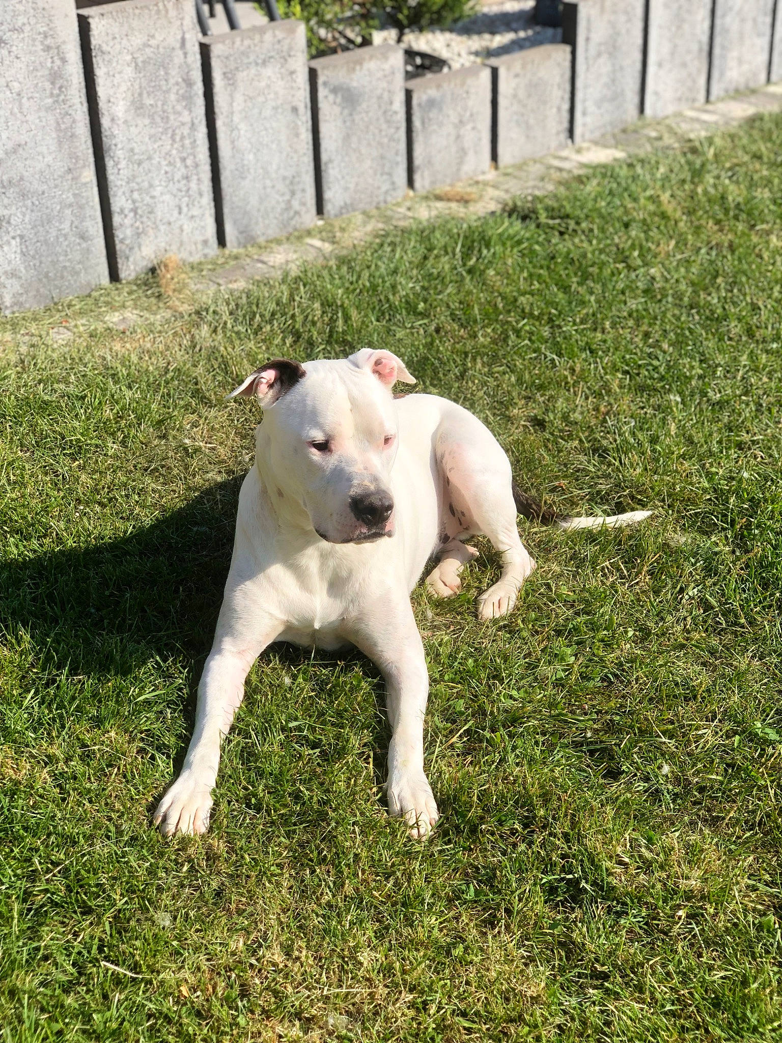 Leky a rejoint le concours — aidez-le/la à gagner de superbes lots ! bull_and_terrier, bull_terrier, canidae, carnivore, collar, companion_dog, dog, dog_breed, dog_collar, dogo_guatemalteco, english_white_terrier, fawn, fence, grass, plant, snout, sporting_group, tail, terrestrial_animal, working_animal