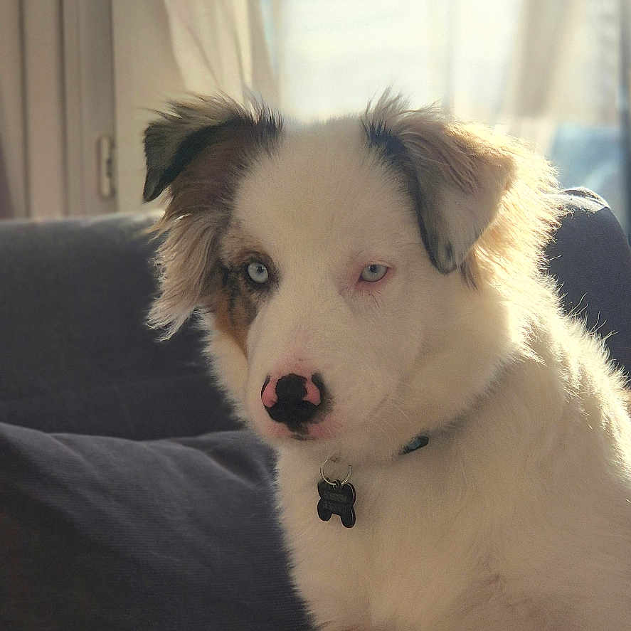 Valto a rejoint le concours — aidez-le/la à gagner de superbes lots ! animal, architecture, building, canine, cockerspaniel, collie, couch, cushion, dog, eskimodog, furniture, homedecor, husky, indoors, livingroom, pet, puppy, room, terrier, whitedog