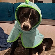 Aria a rejoint le concours — aidez-le/la à gagner de superbes lots ! dog, pet, canine, hooded_towel, towel, cape, couch, blanket, paw_prints, bone_toy, black_and_white, white_markings, living_room, indoor, sitting, looking_at_camera, portrait, blanket_pattern, mirror, home_decor