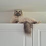 cat, fluffy_cat, blue_eyes, long_tail, perched, cabinet_top, white_door, indoor, fur, whiskers, paws, looking_at_camera, domestic_cat, pet, high_place, cozy, curious, portrait, ceiling, calm