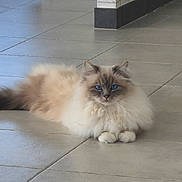 Univers a rejoint le concours — aidez-le/la à gagner de superbes lots ! cat, blue_eyes, fluffy, long_fur, tile_floor, indoor, lying_down, paws, whiskers, ears, pet, relaxed, gaze, white_fur, beige_fur, portrait, home_interior, muzzle, tail, floor_tiles