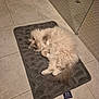 cat, fluffy_cat, bath_mat, tiled_floor, bathroom, glass_shower, relaxed, lying_down, pet, domestic_animal, long_hair, paw, tail, fur, cozy, indoor, gray, beige, mat_tag, cute