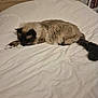 Flèche participe au concours pour gagner de l'argent avec cette photo : cat, long_haired, sleeping, bed, blanket, white_bedding, tail, paw, cozy, indoor, pet, furry, nap, headboard, pillow, framed_photo, wall, soft_texture, relaxed, mammal
