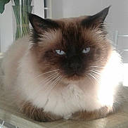 Flèche a rejoint le concours — aidez-le/la à gagner de superbes lots ! cat, feline, seal_point, blue_eyes, long_hair, fluffy, whiskers, close_up, portrait, indoor, pet, fur, ear, nose, relaxed, sitting, sunlight, table, home, mammal