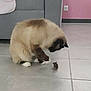 Flèche participe au concours pour gagner de l'argent avec cette photo : cat, mouse, indoor, tile_floor, sofa, pink_wall, electrical_outlet, curious, fluffy_fur, white_paws, colorpoint, pet, small_rodent, playful, standoff, whiskers, front_paw, floor, domestic, interaction