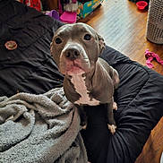 Molly joined the competition — help win amazing prizes! accessories, animal, bag, blanket, box, bulldog, canine, couch, dog, furniture, handbag, hardwood, homedecor, hound, indoors, linen, pet, pitbull, puppy, wood