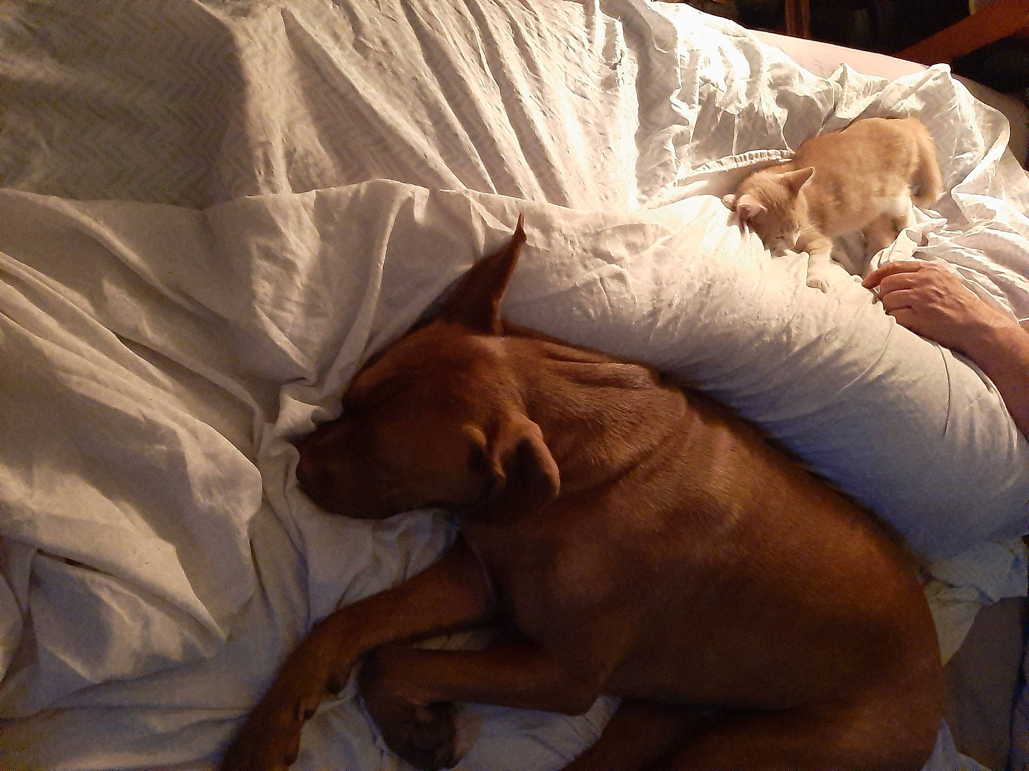 Frankenstein joined the competition — help win amazing prizes! art, bed, bed_sheet, bedding, bedtime, brown, canidae, carnivore, comfort, companion_dog, dog, dog_breed, duvet, fawn, linens, nap, room, sporting_group, toy_dog, working_animal