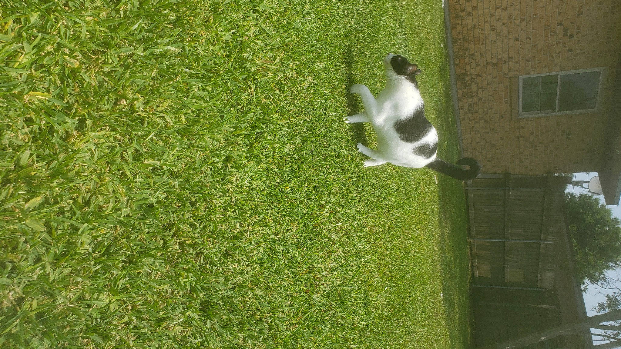 Reid is registered to the contest to win money with this photo: artificial_turf, backyard, flooring, garden, grass, grassland, groundcover, house, lawn, leisure, pasture, people_in_nature, plant, recreation, shadow, shrub, tail, tree, window, yard