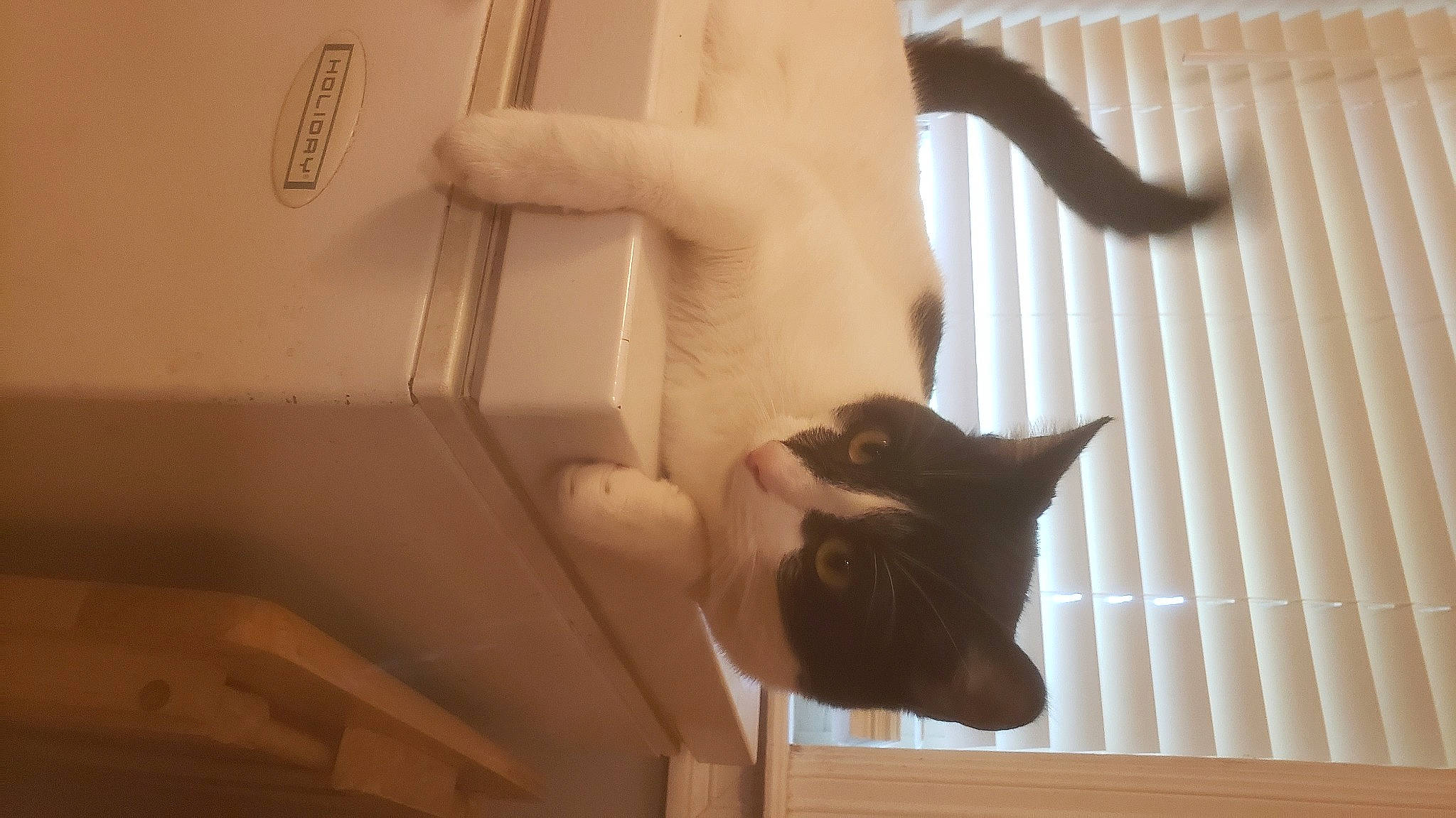 Reid is registered to the contest to win money with this photo: carnivore, cat, fawn, felidae, flooring, gesture, hardwood, human_leg, mammal, small_to_medium_sized_cats, snout, stairs, tail, thigh, tints_and_shades, vertebrate, whiskers, window, wood, wrist