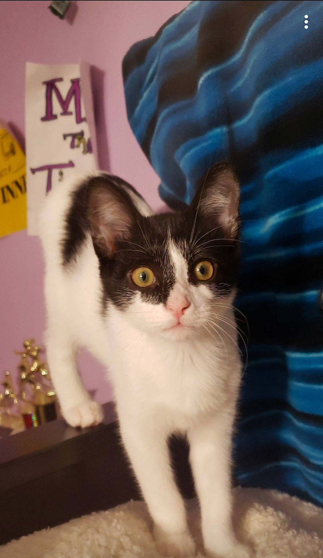 Reid joined the competition — help win amazing prizes! carnivore, cat, comfort, domestic_short_haired_cat, eye, felidae, fur, head, iris, paw, small_to_medium_sized_cats, snout, tail, whiskers