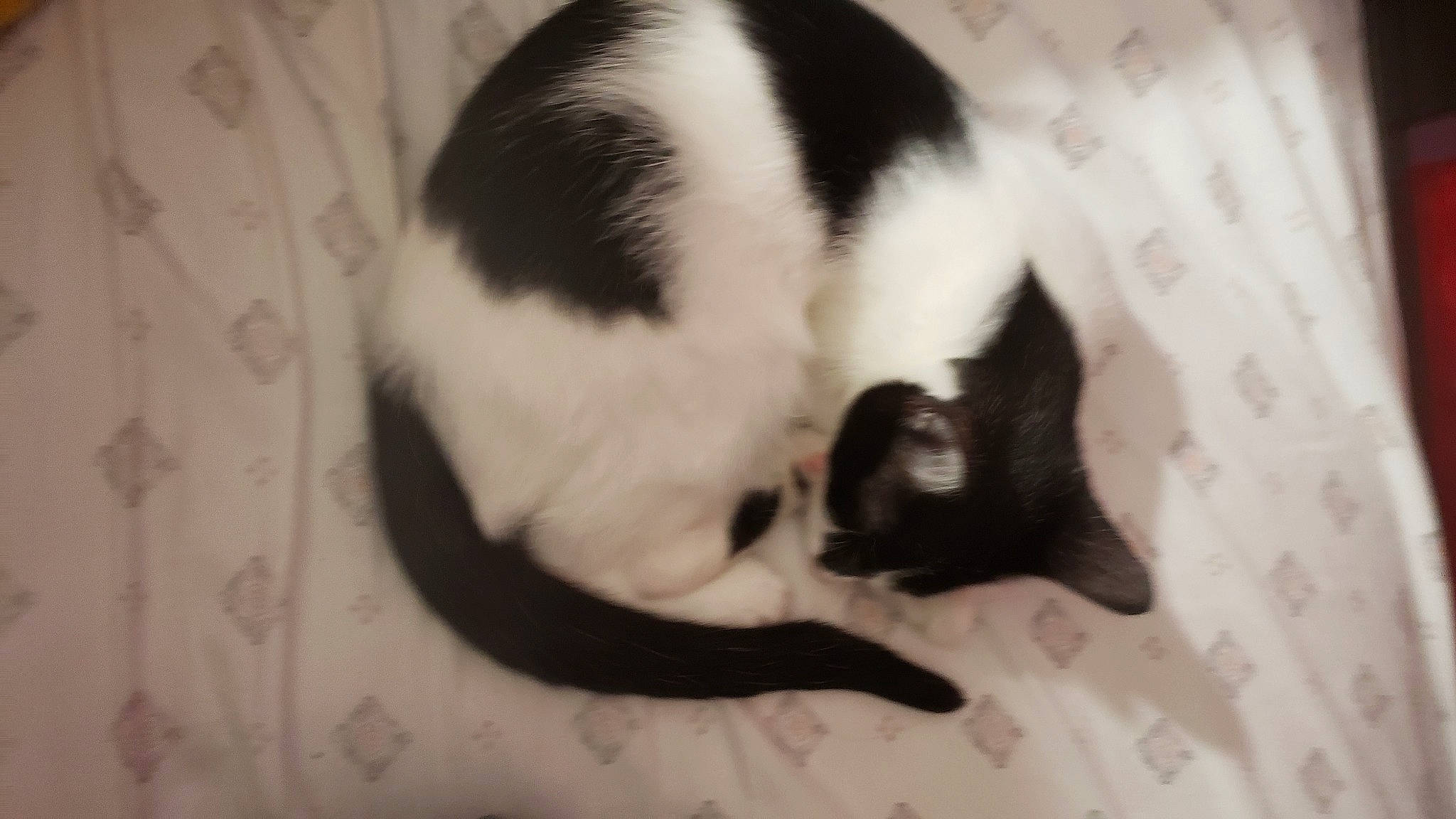 Reid is registered to the contest to win money with this photo: black_cat, carnivore, cat, claw, comfort, domestic_short_haired_cat, felidae, formal_wear, fur, mammal, monochrome, monochrome_photography, nap, paw, small_to_medium_sized_cats, tail, vertebrate, whiskers