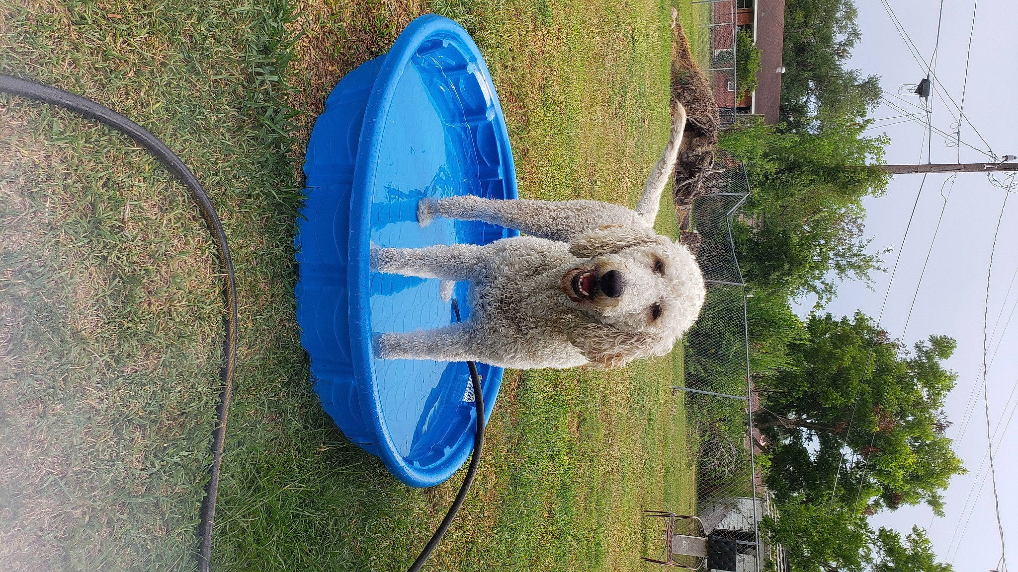 Charlie is registered to the contest to win money with this photo: automotive_wheel_system, boats_and_boating_equipment_and_supplies, chair, circle, electric_blue, grass, leisure, pet_supply, plant, sky, tree, water, wheel, wood