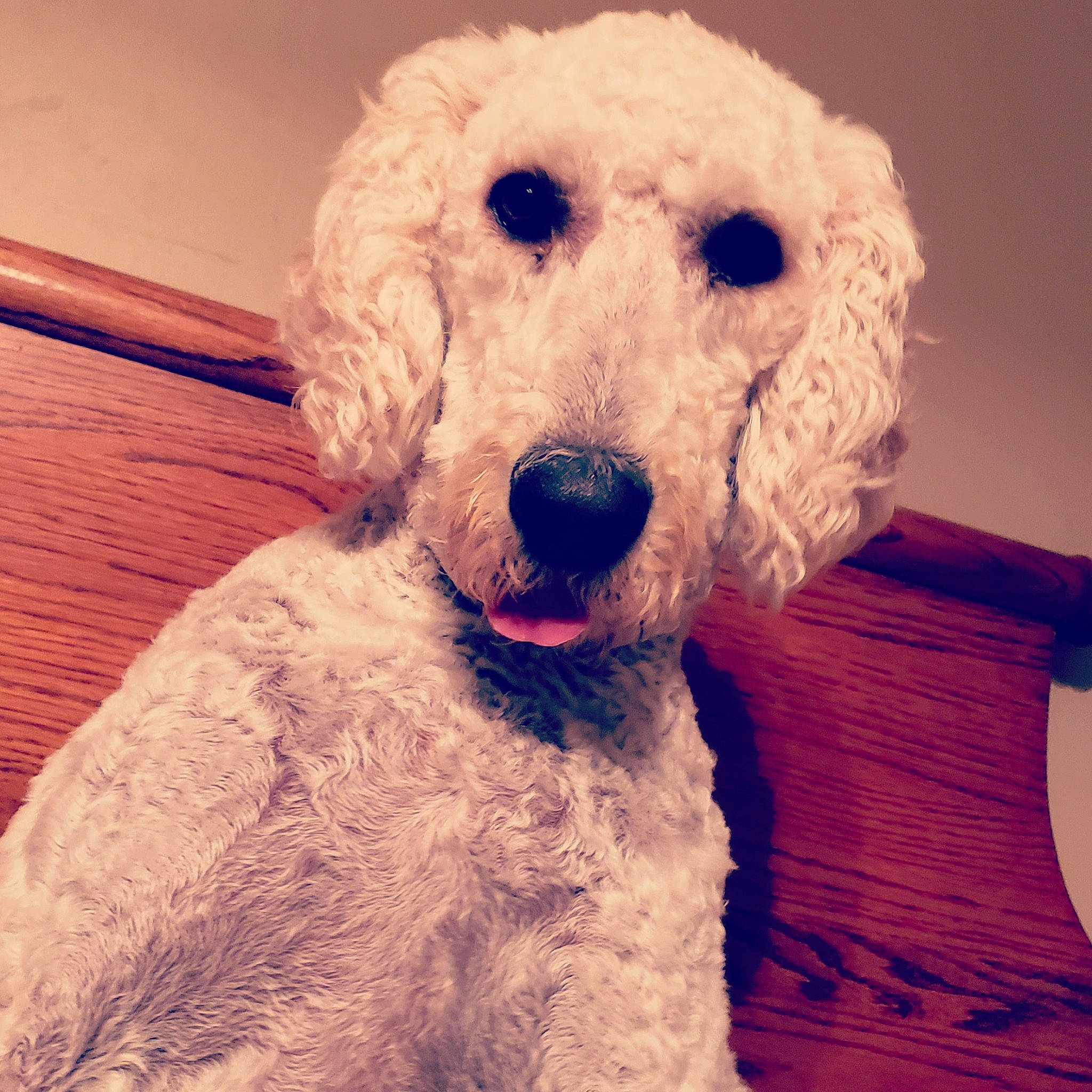 Charlie is registered to the contest to win money with this photo: canidae, carnivore, companion_dog, dog, dog_breed, dog_collar, eye, fur, head, labradoodle, metal, pet_supply, poodle, snout, sporting_group, toy, toy_dog, water_dog, wood, working_animal