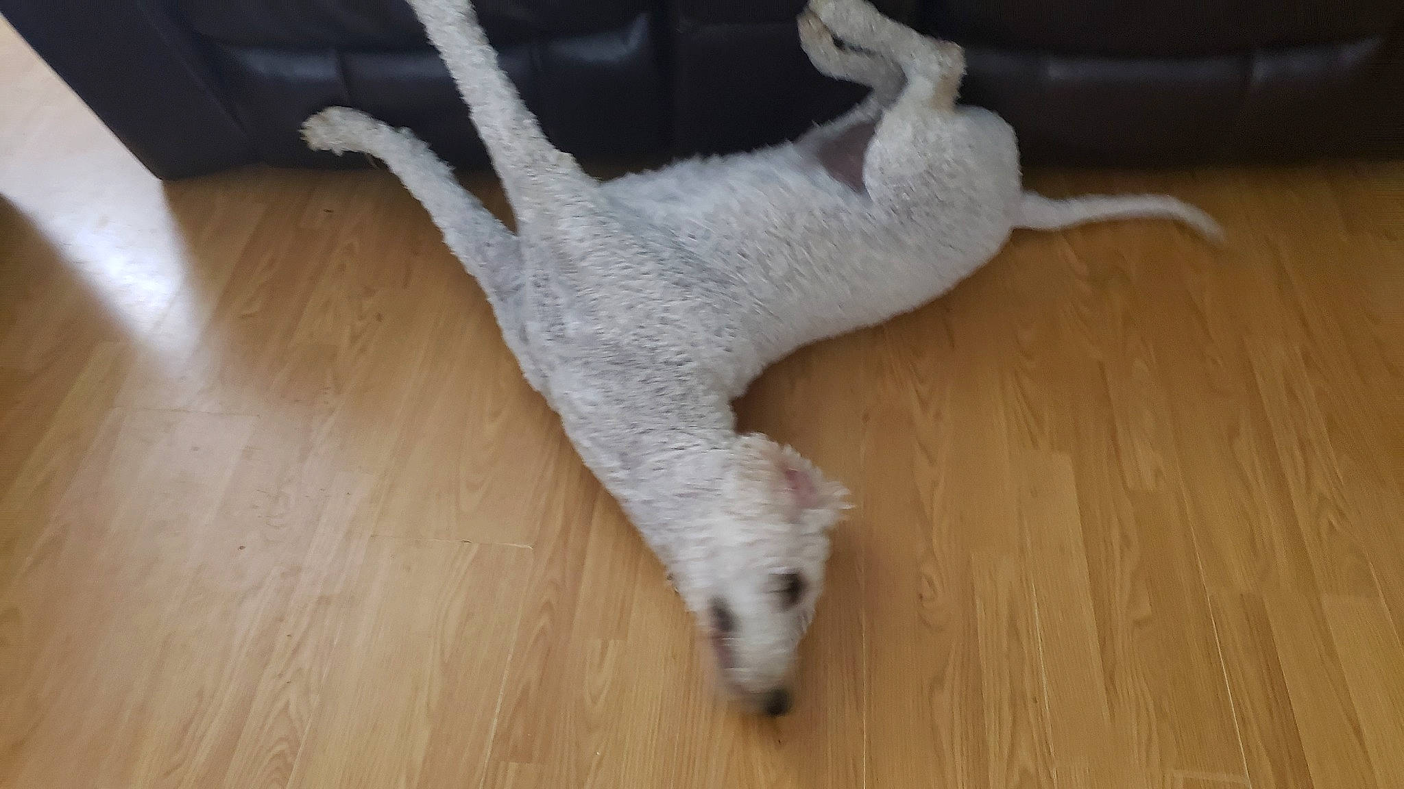 Charlie joined the competition — help win amazing prizes! carnivore, comfort, companion_dog, dog, dog_breed, fawn, felidae, floor, flooring, foot, hardwood, small_to_medium_sized_cats, snout, tail, terrestrial_animal, varnish, whiskers, wood, wood_flooring, wood_stain