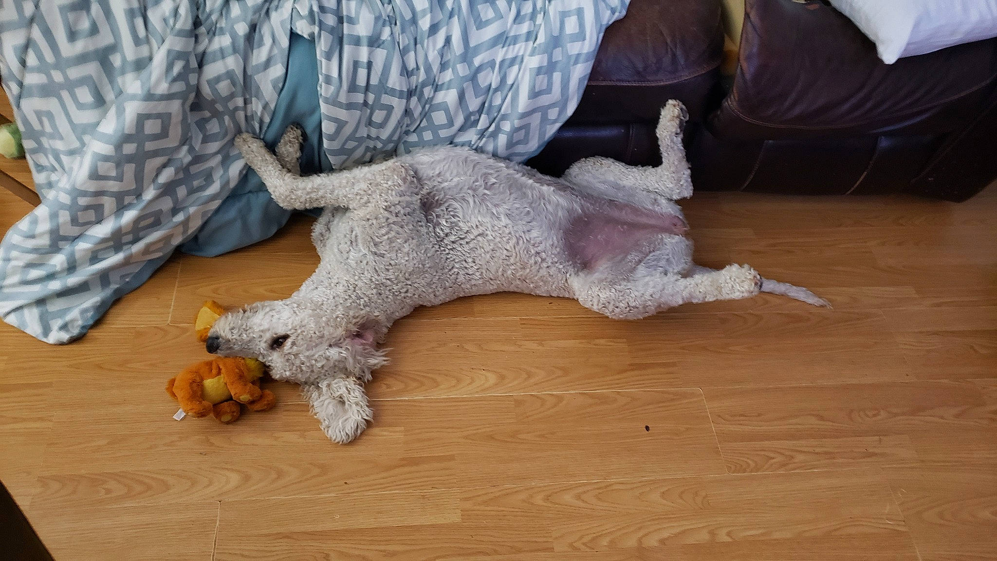 Charlie is registered to the contest to win money with this photo: canidae, carnivore, comfort, companion_dog, couch, dobermann, dog, dog_breed, fawn, felidae, floor, flooring, fur, hardwood, paw, sporting_group, tail, toy, wood, working_animal