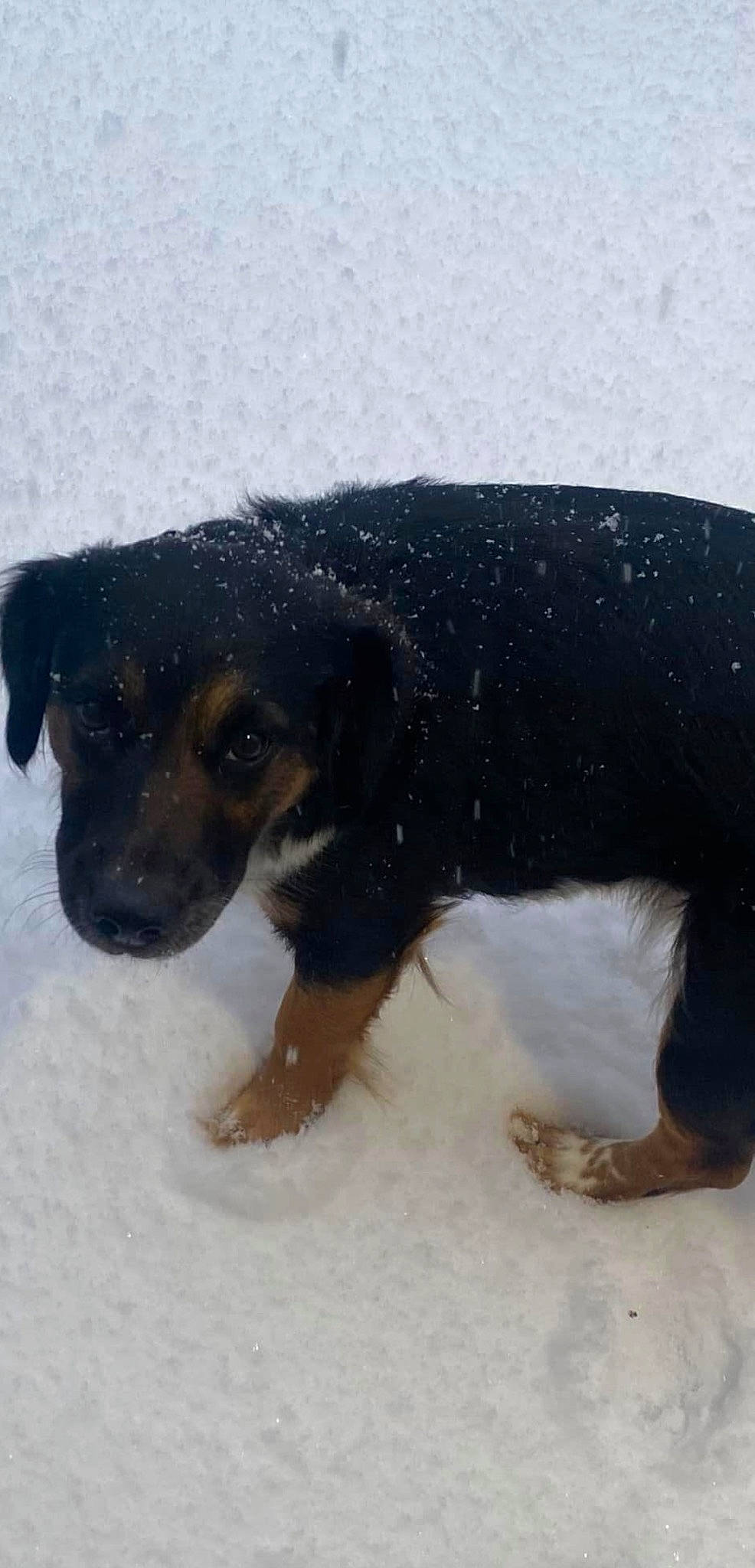 Lola joined the competition — help win amazing prizes! canidae, carlin_pinscher, carnivore, companion_dog, dog, dog_breed, foam, foot, fur, hunting_dog, paw, puppy, snout, snow, sporting_group, tail, terrestrial_animal, working_animal, working_dog