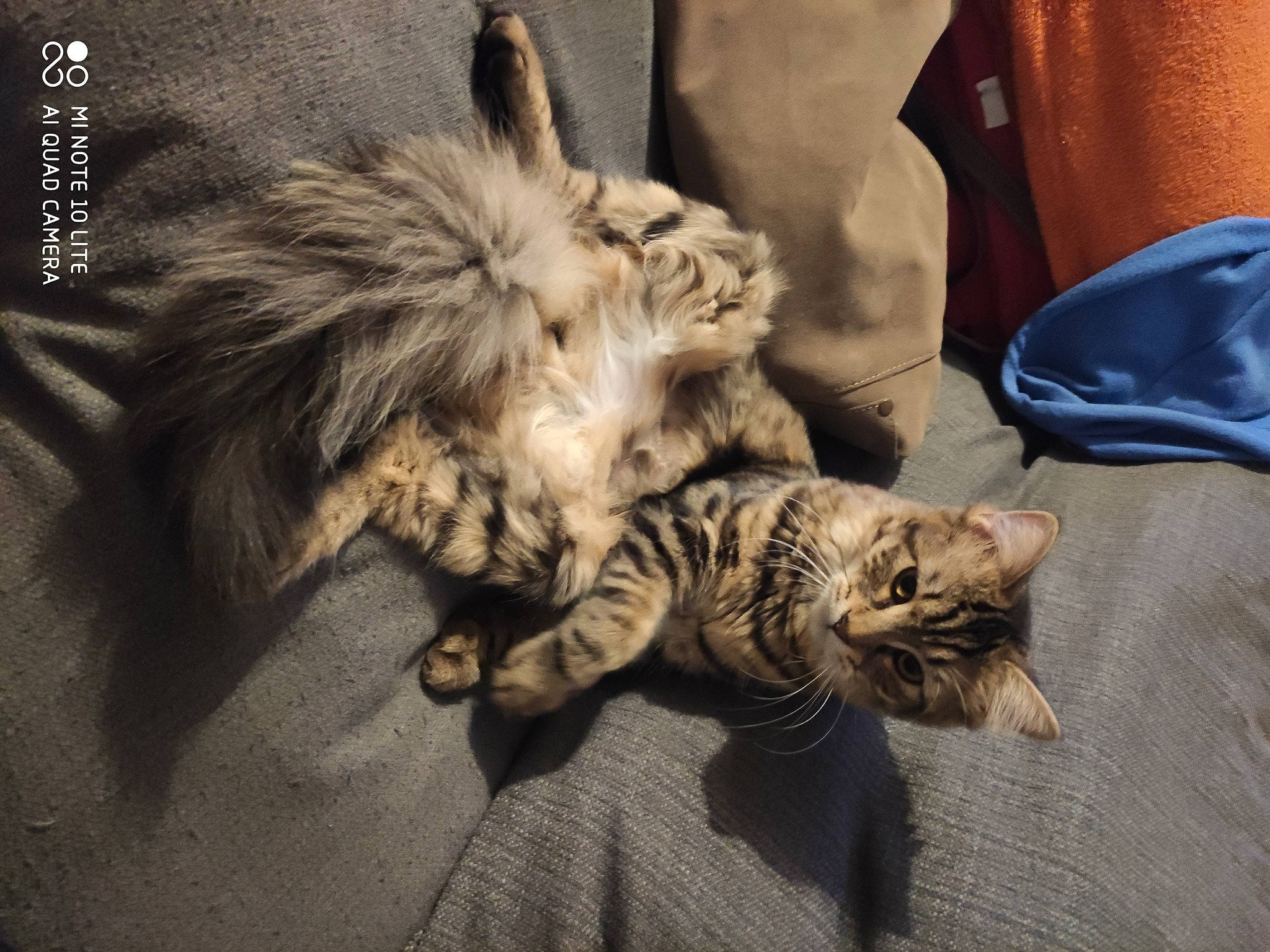 Blair participe au concours pour gagner de l'argent avec cette photo : bag, baggage, carnivore, cat, claw, fawn, felidae, fur, leather, luggage_and_bags, paw, small_to_medium_sized_cats, snout, tail, terrestrial_animal, vertebrate, whiskers