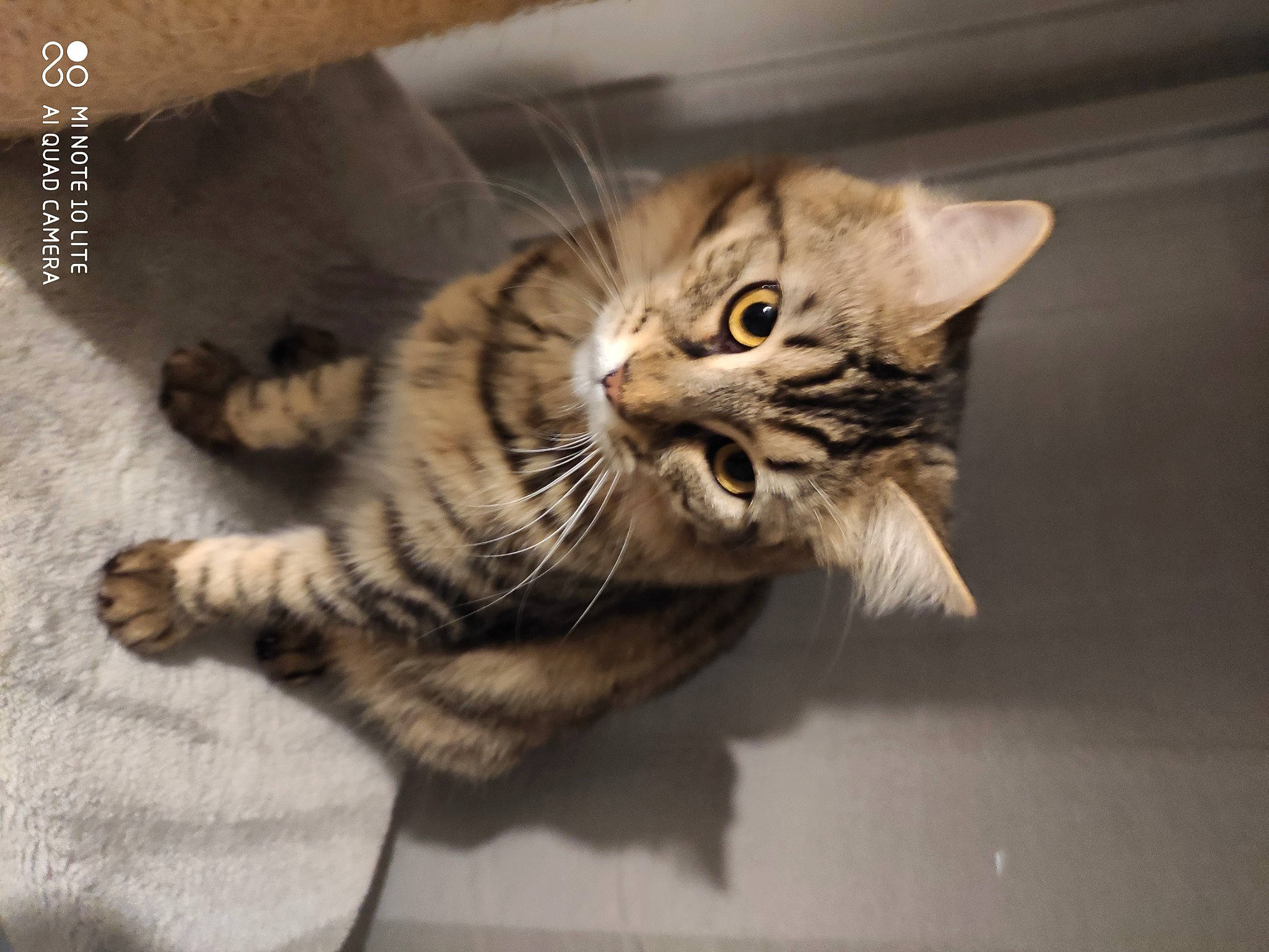 Blair participe au concours pour gagner de l'argent avec cette photo : brown, carnivore, cat, claw, comfort, domestic_short_haired_cat, door, felidae, foot, fur, hardwood, paw, small_to_medium_sized_cats, snout, tail, terrestrial_animal, whiskers, wood