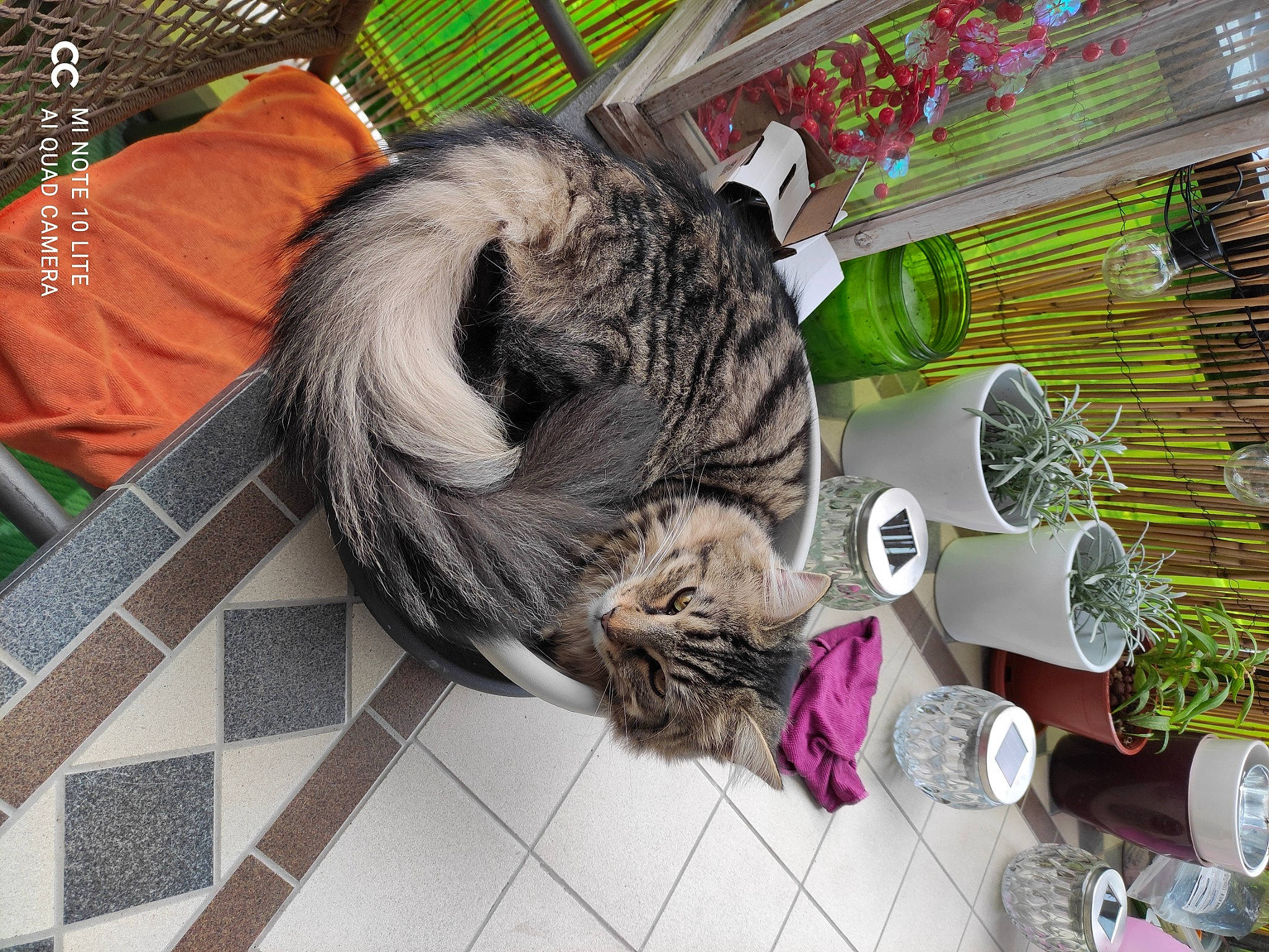 Blair participe au concours pour gagner de l'argent avec cette photo : canidae, carnivore, cat, collar, comfort, companion_dog, dog_breed, domestic_short_haired_cat, fawn, felidae, flooring, fur, grass, pet_supply, small_to_medium_sized_cats, sporting_group, tail, textile, thread, whiskers