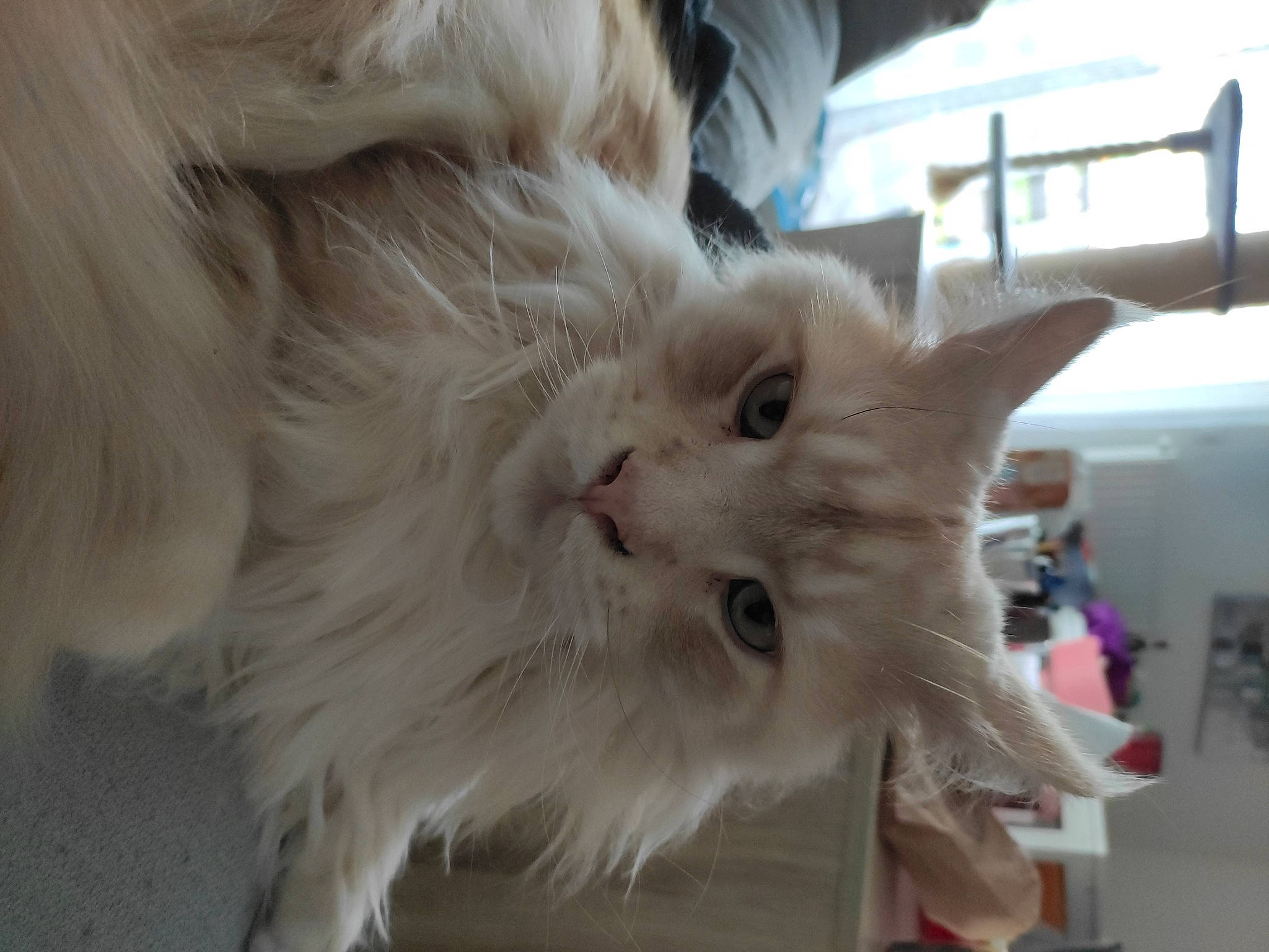 Jason a rejoint le concours — aidez-le/la à gagner de superbes lots ! british_longhair, carnivore, cat, claw, fawn, felidae, fur, paw, persian, ragdoll, small_to_medium_sized_cats, snout, tail, whiskers, window