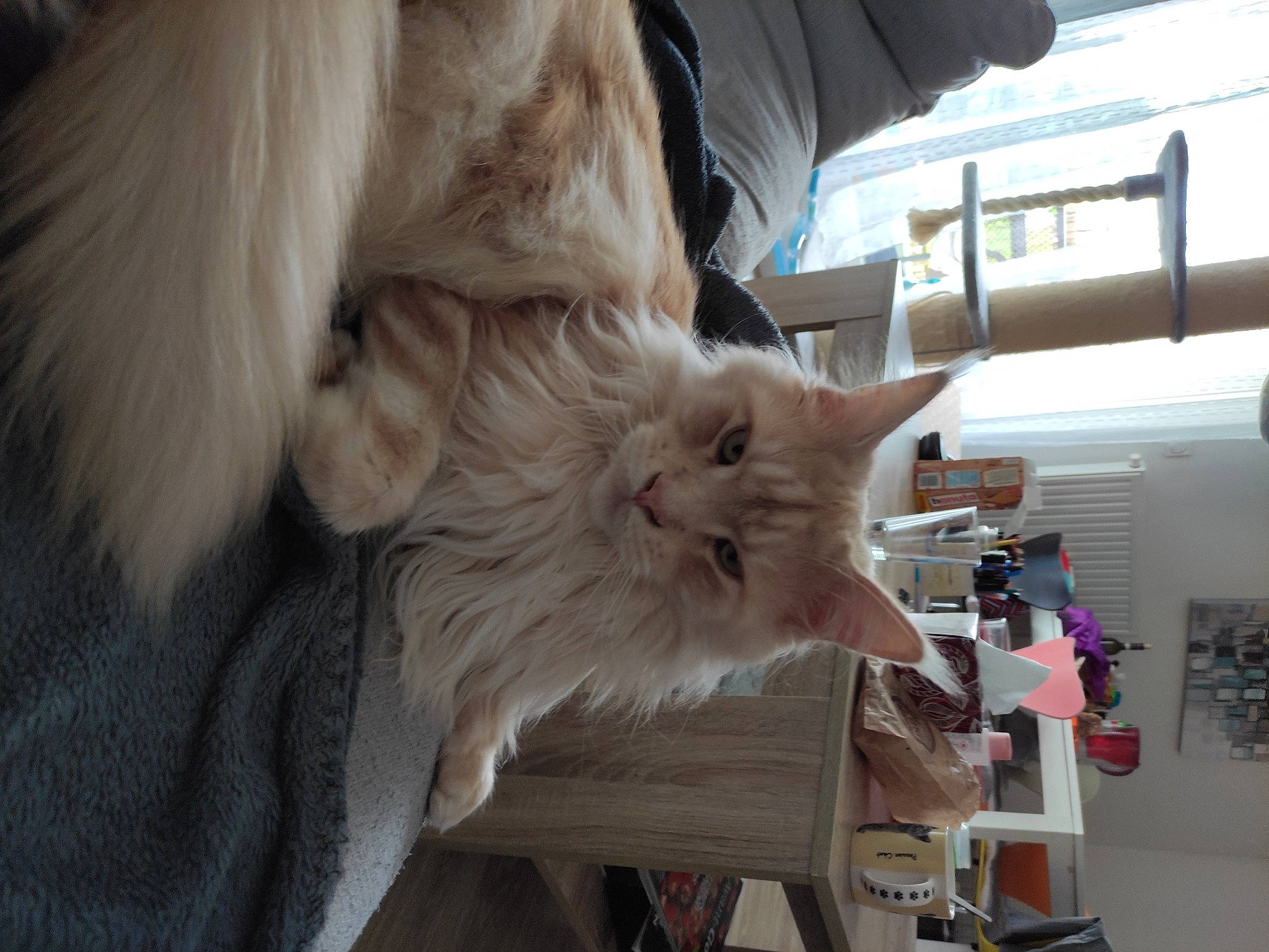 Jason participe au concours pour gagner de l'argent avec cette photo : british_longhair, canidae, carnivore, cat, claw, companion_dog, dog_breed, domestic_short_haired_cat, fawn, felidae, fur, paw, small_to_medium_sized_cats, sporting_group, tail, whiskers, window, wood