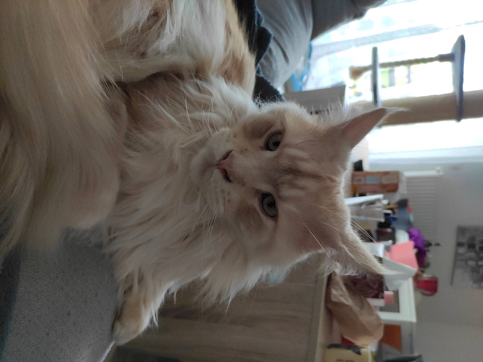 Jason a rejoint le concours — aidez-le/la à gagner de superbes lots ! box, british_longhair, carnivore, cat, claw, fawn, felidae, fur, paw, persian, ragdoll, small_to_medium_sized_cats, snout, tail, whiskers, window