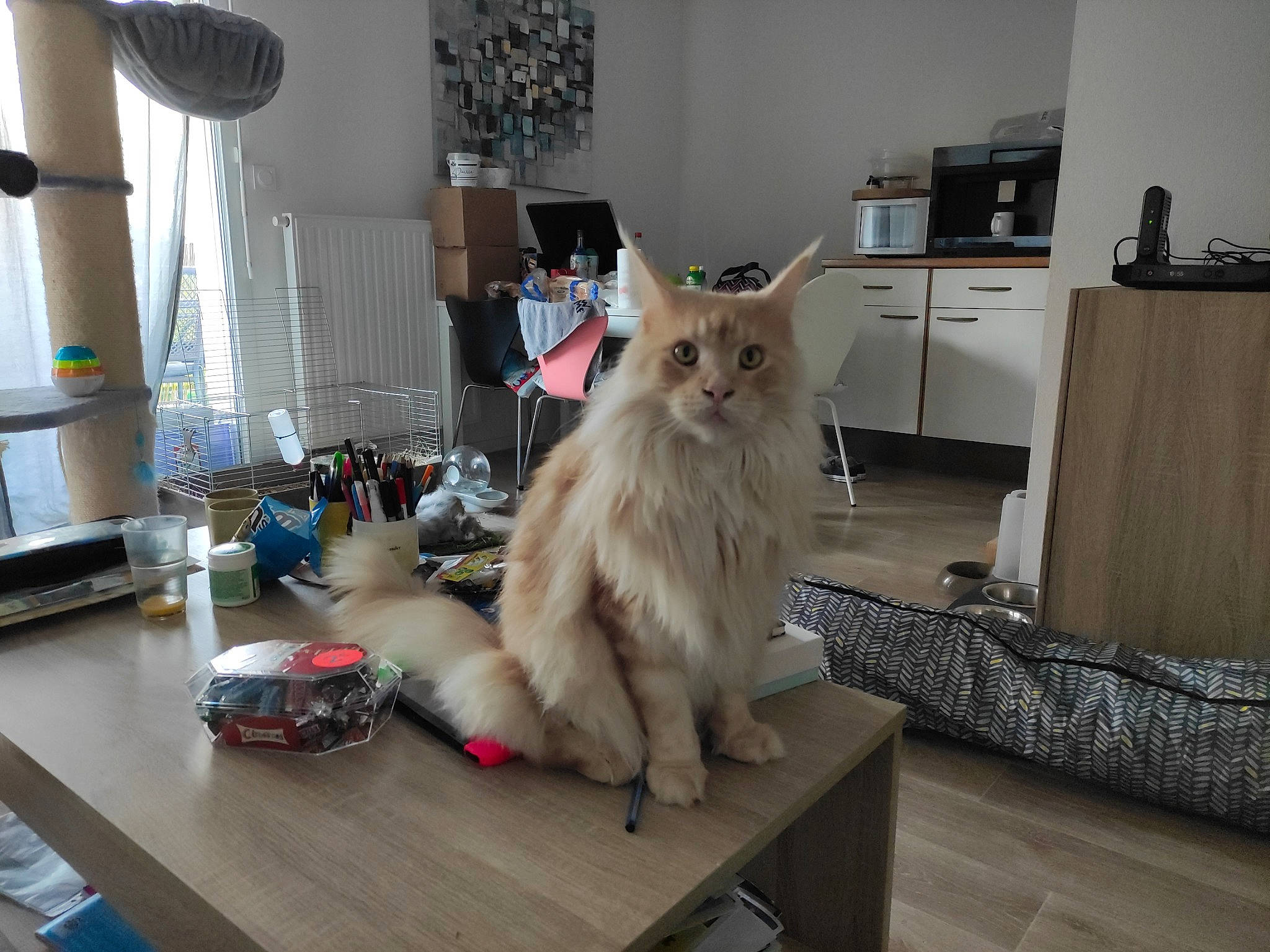 Jason a rejoint le concours — aidez-le/la à gagner de superbes lots ! carnivore, cat, companion_dog, fawn, felidae, floor, flooring, fur, furniture, grey, hardwood, laminate_flooring, paw, picture_frame, small_to_medium_sized_cats, snout, table, tail, whiskers, wood