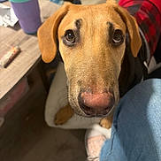 Luke is registered to the contest to win money with this photo: dog, close_up, indoor, pet, brown_dog, looking_up, red_jacket, black_checkered, floor, table, cup, snack, jeans, sneakers, pink_shoes, casual, person_leg, wooden_floor, domestic, curious