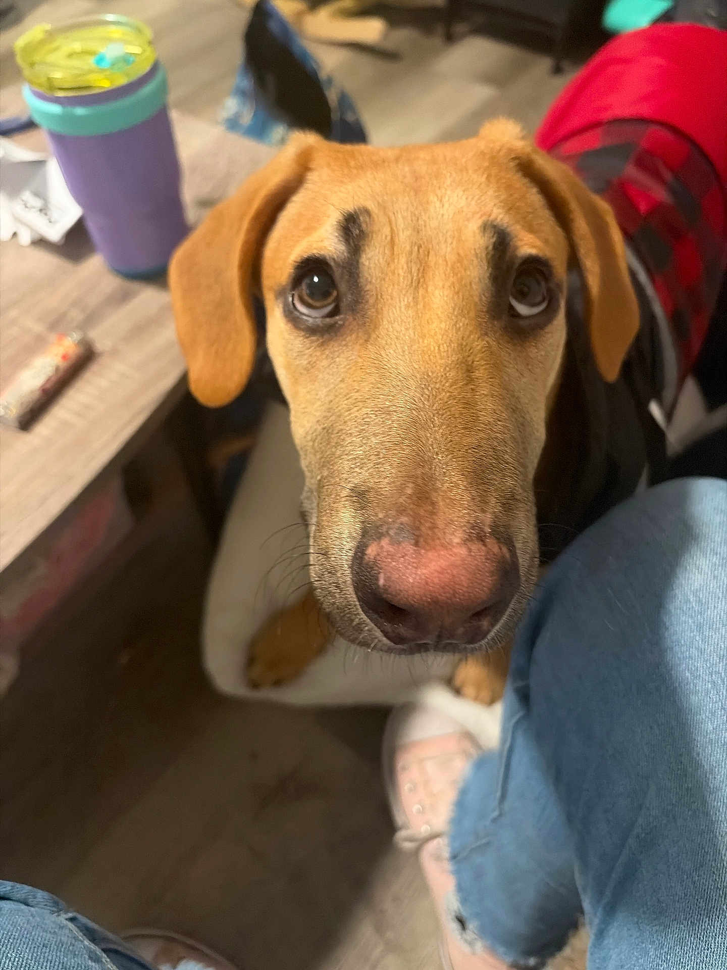 Luke is registered to the contest to win money with this photo: dog, close_up, indoor, pet, brown_dog, looking_up, red_jacket, black_checkered, floor, table, cup, snack, jeans, sneakers, pink_shoes, casual, person_leg, wooden_floor, domestic, curious