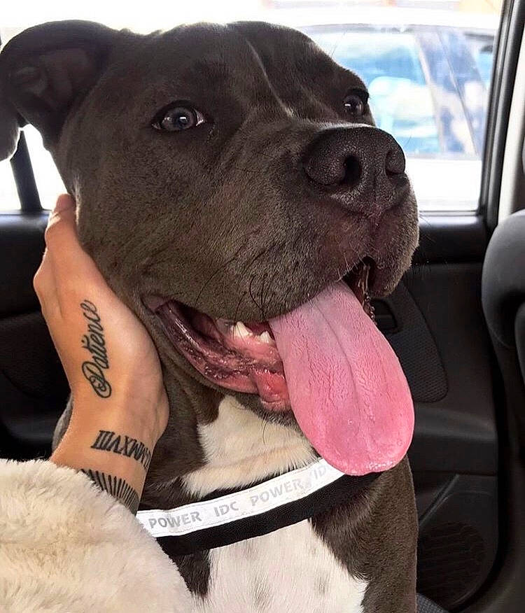 Koba is registered to the contest to win money with this photo: american_pit_bull_terrier, american_staffordshire_terrier, bandog, canidae, carnivore, dog, dog_breed, dog_collar, fawn, mammal, molosser, non_sporting_group, pit_bull, rare_breed_dog, snout, sporting_group, staffordshire_bull_terrier, vertebrate
