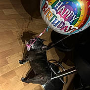Chloe is registered to the contest to win money with this photo: dog, balloon, happy_birthday, floor, wooden_floor, bar_stool, black_dog, pet, indoor, playful, string, curious, small_dog, looking_back, celebration, party, animal, household, flooring, domestic