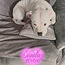 puppy, dog, white_dog, sleeping, resting, curled_up, sofa, couch, pillow, blanket, indoor, home, pet, cute, relaxed, portrait, close_up, pink_text, text_overlay, wood_floor