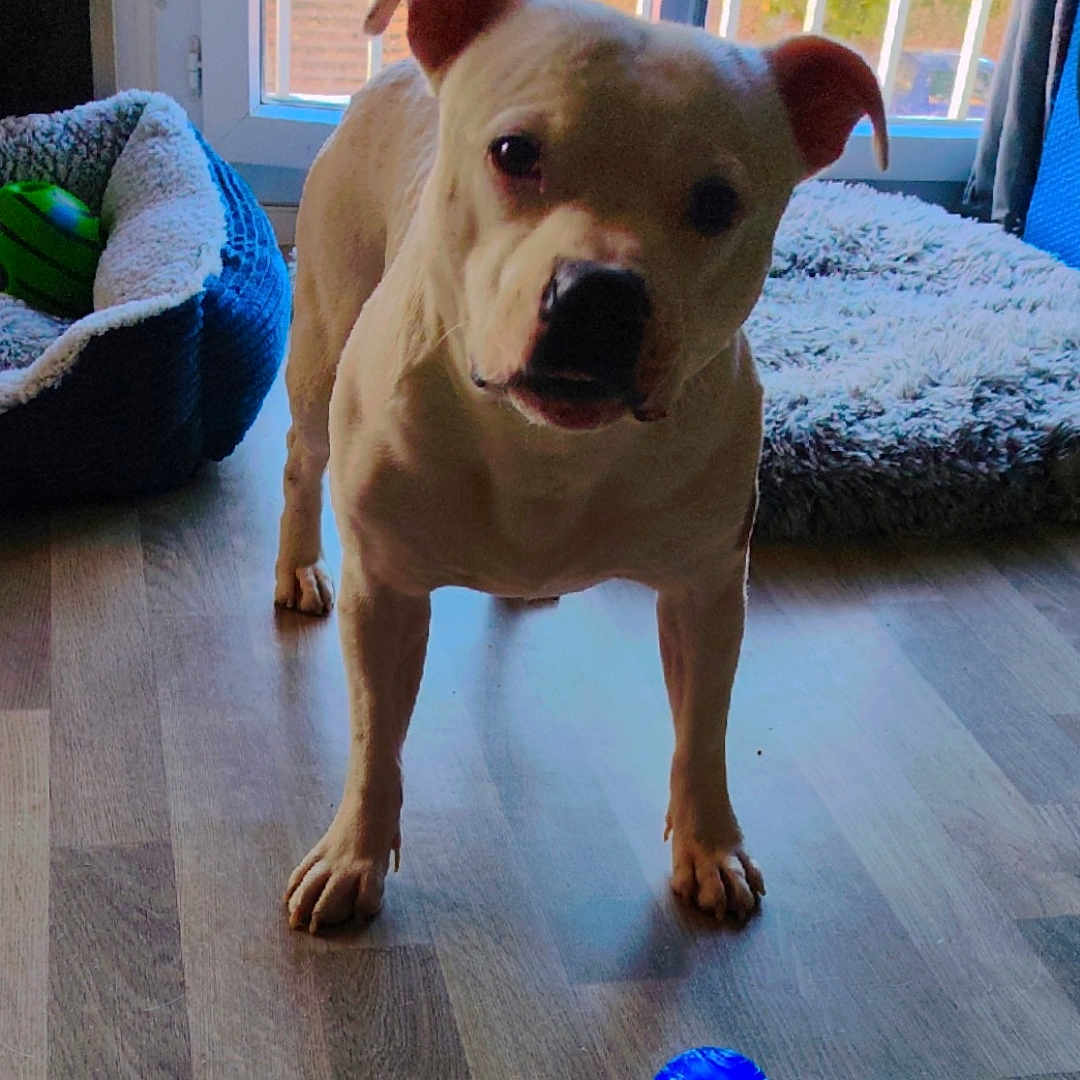 Tyson