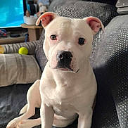 Tyson participe au concours pour gagner de l'argent avec cette photo : dog, white_dog, pet, sitting, portrait, indoor, living_room, couch, blanket, tennis_ball, television, furniture, home, animal, canine, short_hair, floppy_ears, black_nose, looking_at_camera, serious_expression