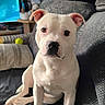 dog, white_dog, pet, sitting, portrait, indoor, living_room, couch, blanket, tennis_ball, television, furniture, home, animal, canine, short_hair, floppy_ears, black_nose, looking_at_camera, serious_expression