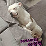 dog, white_dog, sleeping, sleepy, relaxed, couch, blanket, indoor, home, cozy, pet, portrait, lying_down, cute, toy, stuffed_animals, gray_blanket, weekend, sunday, text_overlay