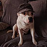 dog, white_dog, pet, sitting, couch, sofa, indoor, living_room, cap, hat, white_fur, short_hair, portrait, front_view, serious_expression, cute, animal, home, blanket, decorative_stickers