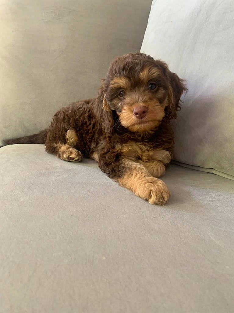 Teddy joined the competition — help win amazing prizes! canidae, carnivore, companion_dog, dog, dog_breed, dog_food, dog_supply, fur, labradoodle, liver, poodle_crossbreed, small_terrier, snout, spaniel, sporting_group, terrestrial_animal, terrier, toy_dog, water_dog, working_animal