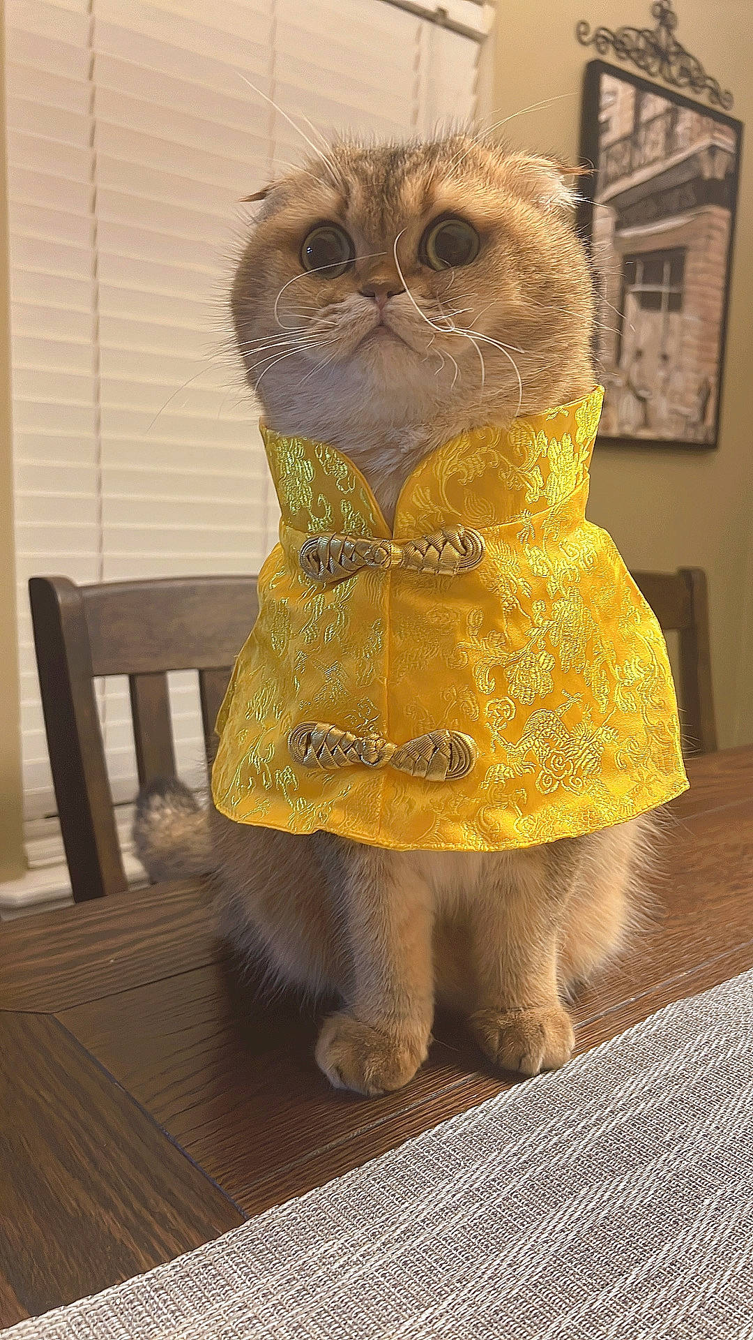 Mochi is registered to the contest to win money with this photo: art, carnivore, cat, companion_dog, fawn, felidae, flooring, fur, liver, owl, peach, picture_frame, small_to_medium_sized_cats, snout, stuffed_toy, tail, terrestrial_animal, toy, whiskers, wood