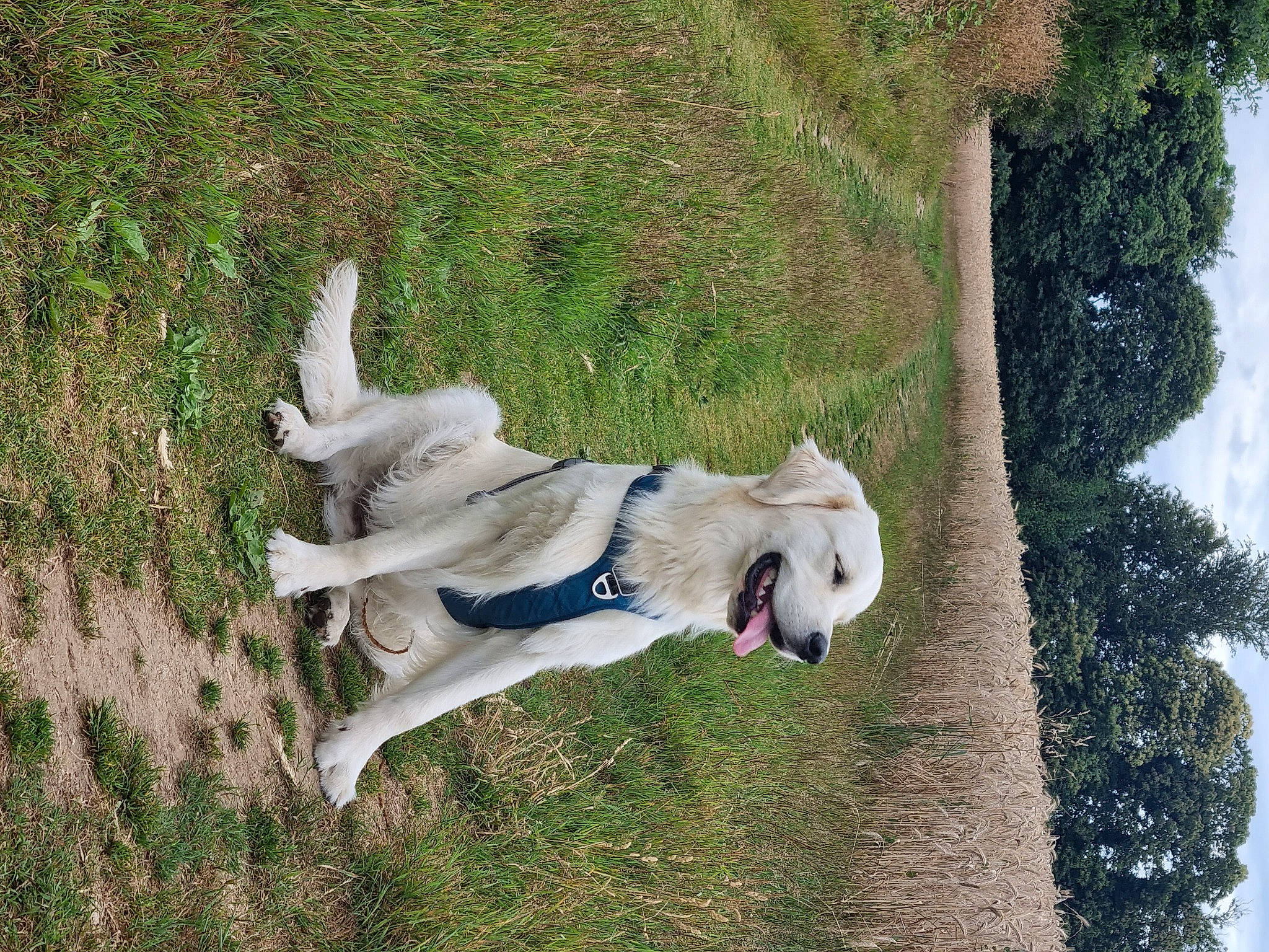 Tetsu a rejoint le concours — aidez-le/la à gagner de superbes lots ! art, canidae, carnivore, collar, companion_dog, dog, dog_breed, dog_supply, fawn, grass, leash, livestock_guardian_dog, plant, recreation, sky, sporting_group, tail, tree, water, working_animal